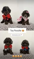 Malu,Romeo,Noa,kay, a male Poodle - Miniature  for sale in West Palm Beach, FL – 1 of 6