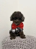 Kay, a male Poodle - Miniature  for sale in West Palm Beach, FL – 2 of 6