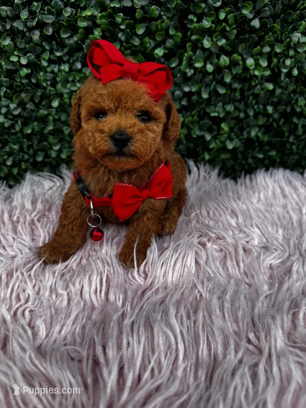 Mis – Poodle - Toy  puppy for sale in West Palm Beach, FL