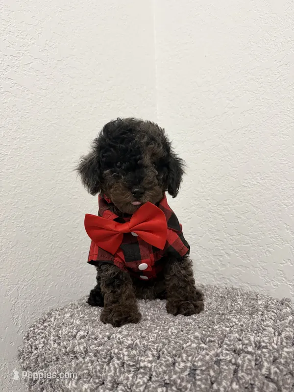 Max – Poodle - Miniature  puppy for sale in West Palm Beach, FL