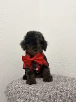 Max, a male Poodle - Miniature  for sale in West Palm Beach, FL – 1 of 4