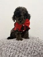 Max, a male Poodle - Miniature  for sale in West Palm Beach, FL – 2 of 4