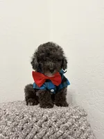 Romeo , a male Poodle - Miniature  for sale in West Palm Beach, FL – 1 of 5
