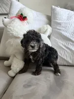 Max , a male Poodle - Toy  for sale in West Palm Beach, FL – 5 of 6