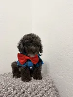 Romeo , a male Poodle - Miniature  for sale in West Palm Beach, FL – 5 of 5