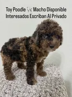 Max , a male Poodle - Toy  for sale in West Palm Beach, FL – 2 of 6