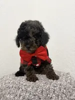 Max, a male Poodle - Miniature  for sale in West Palm Beach, FL – 4 of 4