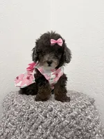 Malu, a female Poodle - Toy  for sale in West Palm Beach, FL – 4 of 5
