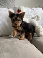 Roma , a female Australian Terrier for sale in West Palm Beach, FL – 3 of 3