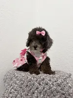 Malu, a female Poodle - Toy  for sale in West Palm Beach, FL – 2 of 5