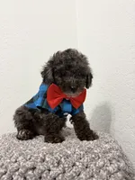 Romeo , a male Poodle - Miniature  for sale in West Palm Beach, FL – 4 of 5