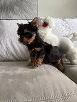 Romeo, a male Australian Terrier for sale in West Palm Beach, FL – 2 of 3