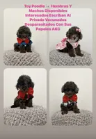 Malu,Romeo,Noa,kay, a male Poodle - Miniature  for sale in West Palm Beach, FL – 2 of 6