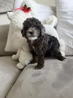 Max , a male Poodle - Toy  for sale in West Palm Beach, FL – 4 of 6