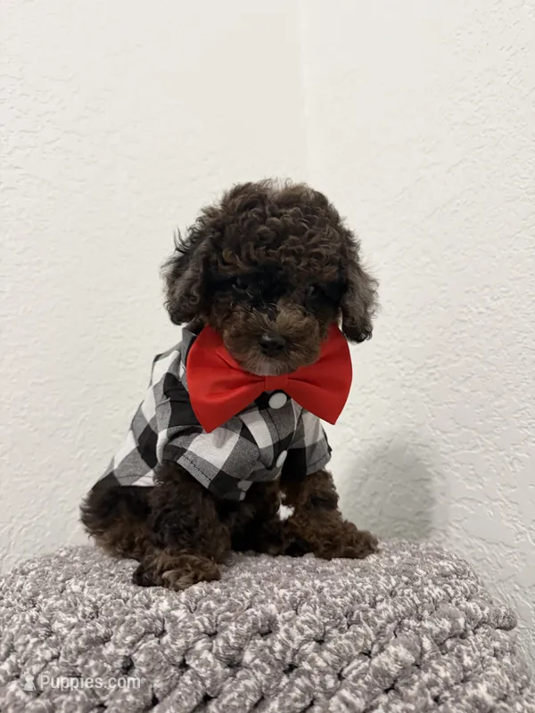 Kay – Poodle - Miniature  puppy for sale in West Palm Beach, FL
