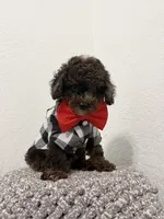 Kay, a male Poodle - Miniature  for sale in West Palm Beach, FL – 1 of 6