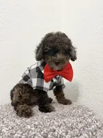 Kay, a male Poodle - Miniature  for sale in West Palm Beach, FL – 6 of 6