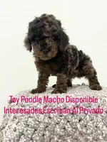 Max , a male Poodle - Toy  for sale in West Palm Beach, FL – 3 of 6