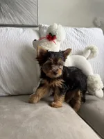Roma , a female Australian Terrier for sale in West Palm Beach, FL – 2 of 3