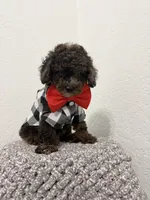 Kay, a male Poodle - Miniature  for sale in West Palm Beach, FL – 5 of 6