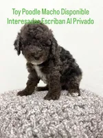 Max , a male Poodle - Toy  for sale in West Palm Beach, FL – 1 of 6