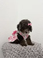 Malu, a female Poodle - Toy  for sale in West Palm Beach, FL – 3 of 5