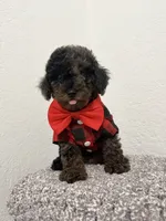 Max, a male Poodle - Miniature  for sale in West Palm Beach, FL – 3 of 4
