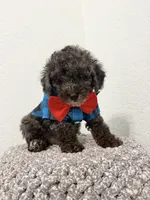 Romeo , a male Poodle - Miniature  for sale in West Palm Beach, FL – 2 of 5