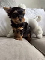 Romeo, a male Australian Terrier for sale in West Palm Beach, FL – 3 of 3