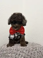 Kay, a male Poodle - Miniature  for sale in West Palm Beach, FL – 4 of 6