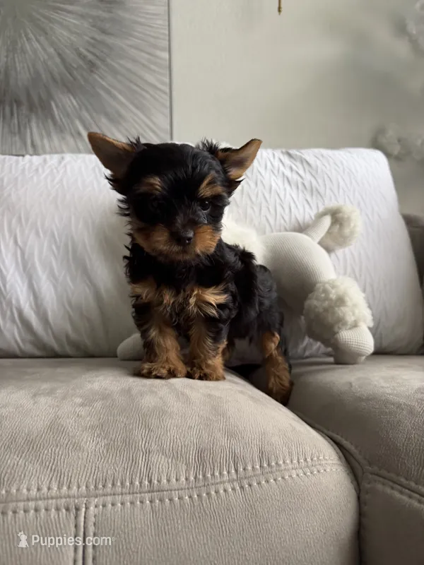 Romeo – Australian Terrier puppy for sale in West Palm Beach, FL