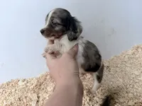 Black and tan dapple piebald , a male Miniature Dachshund for sale in Pendleton, OR – 4 of 4