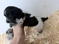 Black Piebald , a male Miniature Dachshund for sale in Pendleton, OR – 2 of 4