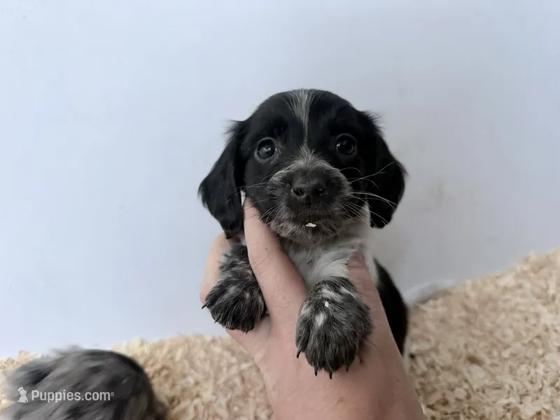 Black Piebald  – Miniature Dachshund puppy for sale in Pendleton, OR