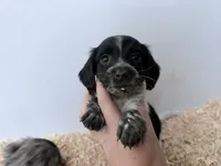 Black Piebald , a male Miniature Dachshund for sale in Pendleton, OR – 1 of 4