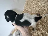 Black Piebald , a male Miniature Dachshund for sale in Pendleton, OR – 3 of 4