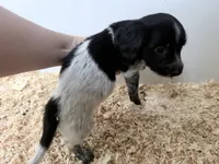 Black Piebald , a male Miniature Dachshund for sale in Pendleton, OR – 4 of 4