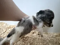 Black and tan dapple piebald , a male Miniature Dachshund for sale in Pendleton, OR – 2 of 4