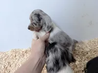 Blue and tan Dapple Piebald , a female Miniature Dachshund for sale in Pendleton, OR – 2 of 6