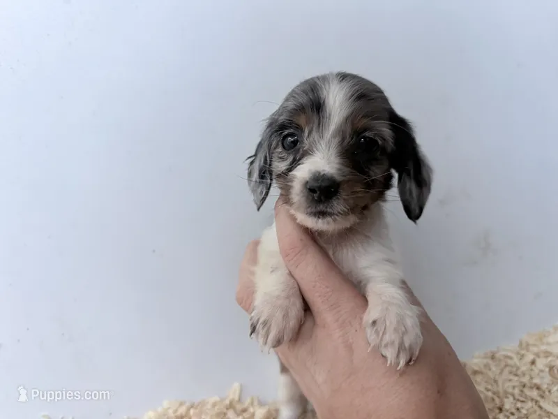 Black and tan dapple piebald  – Miniature Dachshund puppy for sale in Pendleton, OR