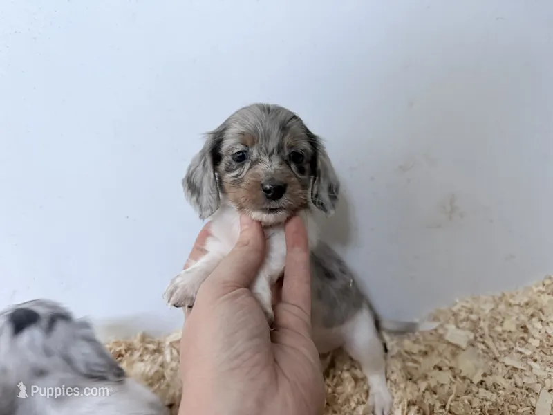 Blue and tan Dapple Piebald  – Miniature Dachshund puppy for sale in Pendleton, OR