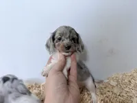 Blue and tan Dapple Piebald , a female Miniature Dachshund for sale in Pendleton, OR – 1 of 6