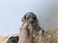 Blue and tan Dapple Piebald , a female Miniature Dachshund for sale in Pendleton, OR – 3 of 6