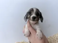 Black and tan dapple piebald , a male Miniature Dachshund for sale in Pendleton, OR – 3 of 4