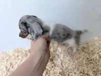 Blue and tan Dapple Piebald , a female Miniature Dachshund for sale in Pendleton, OR – 5 of 6