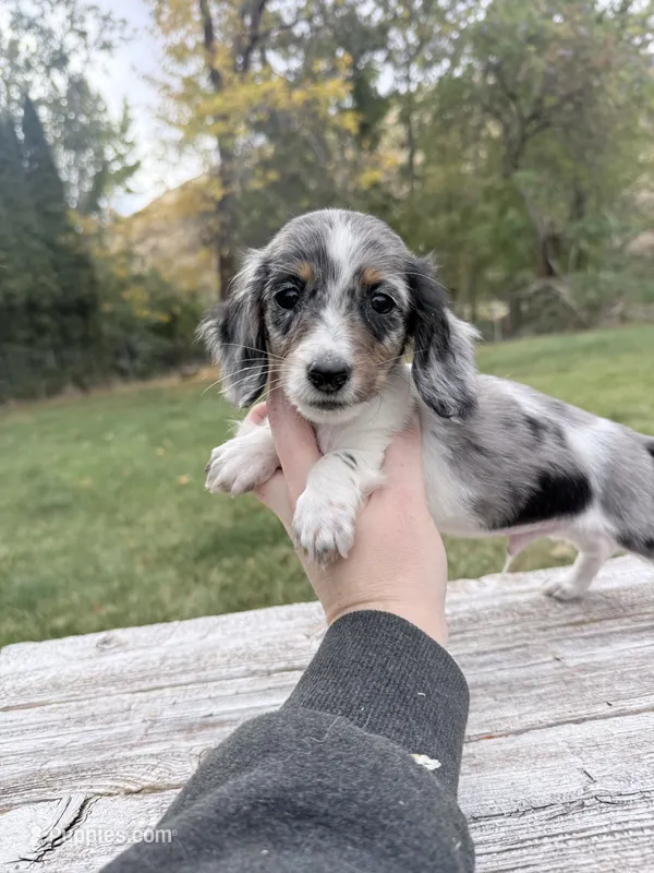 Black and tan dapple piebald  – Miniature Dachshund puppy for sale in Pendleton, OR