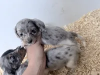 Blue and tan Dapple Piebald , a female Miniature Dachshund for sale in Pendleton, OR – 6 of 6