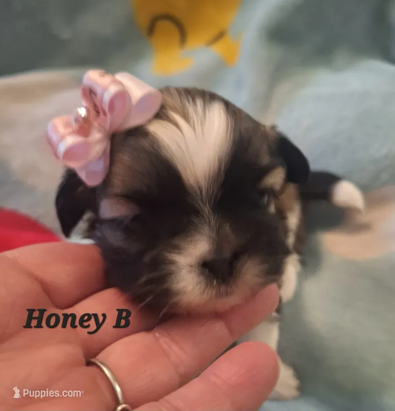 Honey B  – Shih Tzu puppy for sale in Medical Lake, WA