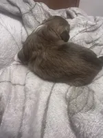 Honey B , a female Shih Tzu for sale in Medical Lake, WA – 2 of 2