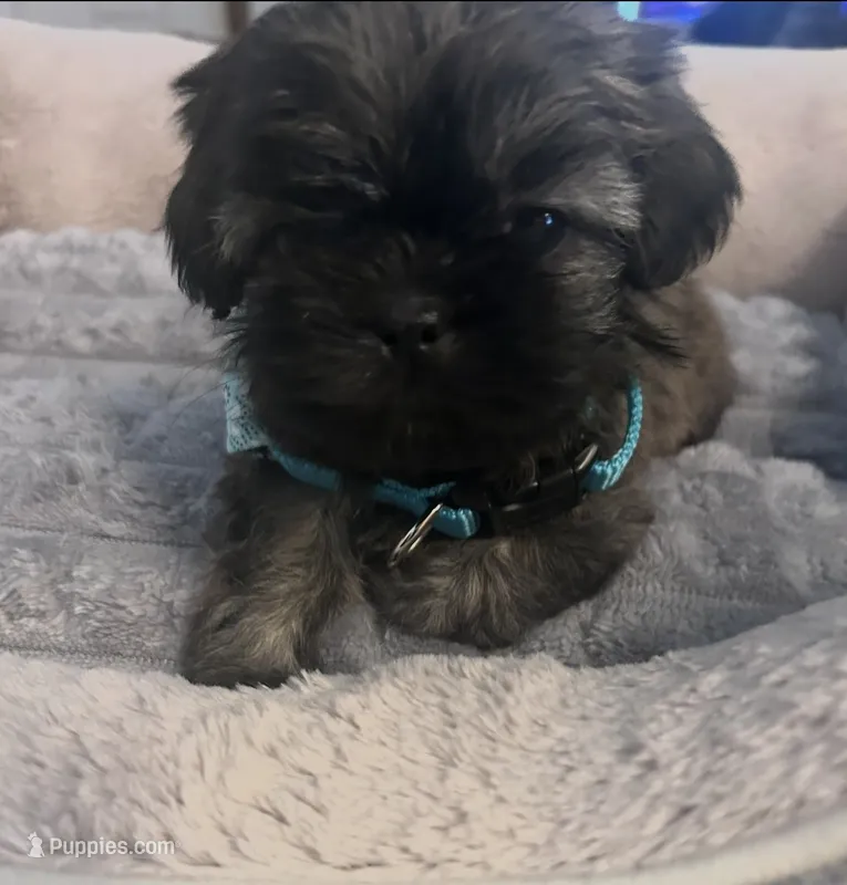 Mazie – Shih Tzu puppy for sale in Medical Lake, WA